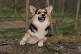 CORGI PEMBROKE 1405